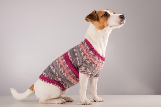 Jack russell terrier dog in a knitted woolen sweater on a white background