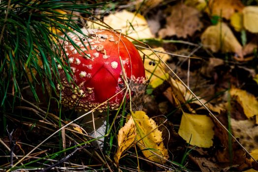 Red poisonous amanita mushroom, close-up photo of a red mushroom hidden in the grass