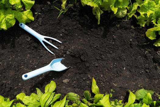Gardening. Garden items such as a small stylish rake and a garden shovel lie on black ground with fresh lettuce leaves growing around, top view.