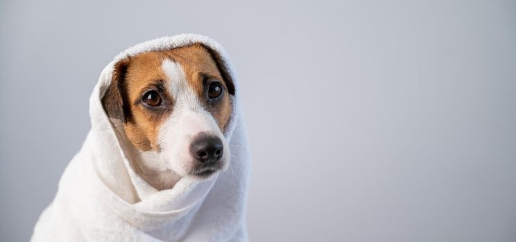 Portrait of a cute dog Jack Russell Terrier wrapped in a white terry towel on a white background.