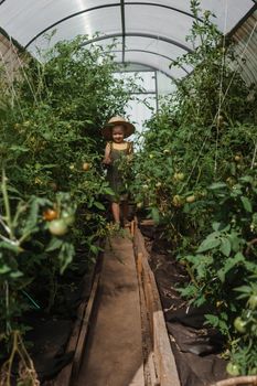 A little girl in a straw hat is picking tomatoes in a greenhouse. Harvest concept.