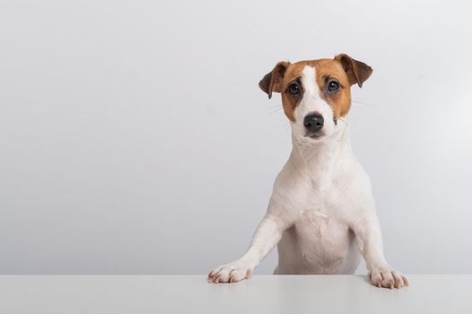 Gorgeous purebred Jack Russell Terrier dog peeking out from behind a banner on a white background. Copy space.