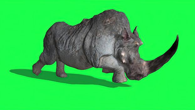 3d illustration -  Rhinoceros   on  Green Screen