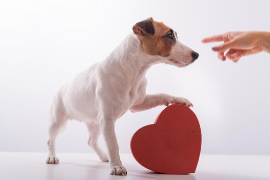 A female hand points to a box in the shape of a heart to Jack Russell Terrier on a white background. A dog gives a romantic gift on a date.