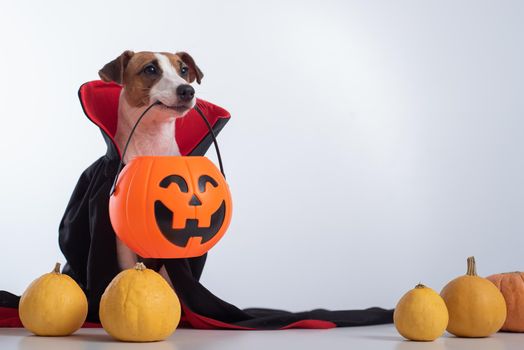 Dog in a vampire cloak and jack-o-lantern on a white background. Halloween Jack Russell Terrier in Count Dracula costume.