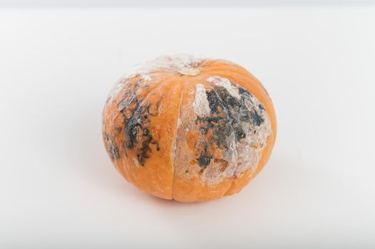 Spoiled pumpkin in mold on white background