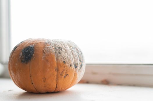 Close-up of a spoiled pumpkin in mold on a windowsill.