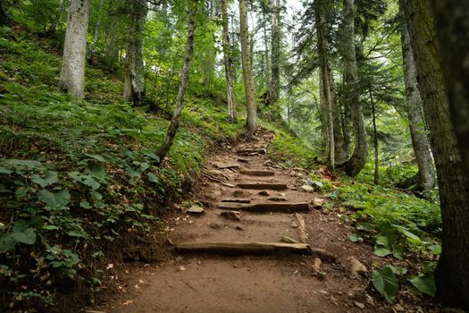 Scenic path with wooden stairs in green forest for background