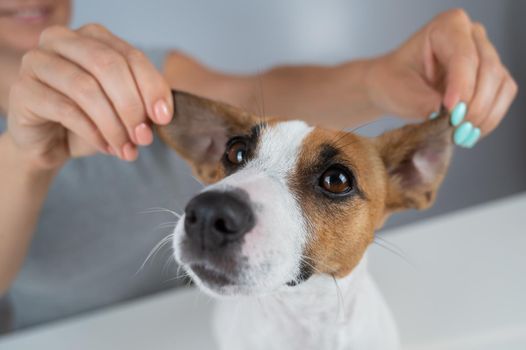 The woman holds the ears of the dog Jack Russell Terrier and pulls it in different directions.