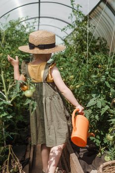 A little girl in a straw hat is picking tomatoes in a greenhouse. Harvest concept. Watering plants with water, caring for tomatoes.