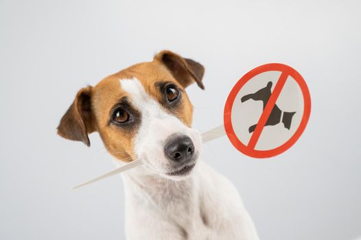 Dog jack russell terrier holding a sign dogs are not allowed on a white background