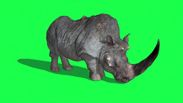 3d illustration -  Rhinoceros   on  Green Screen