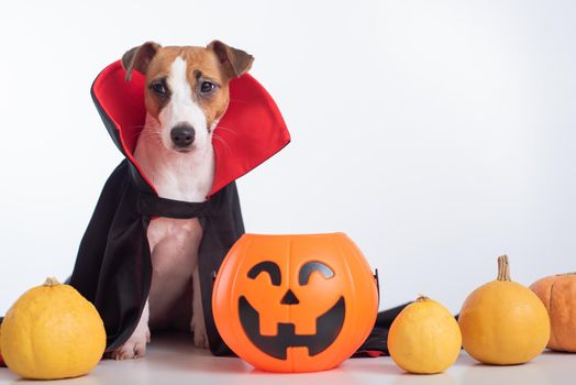 Dog in a vampire cloak and jack-o-lantern on a white background. Halloween Jack Russell Terrier in Count Dracula costume.