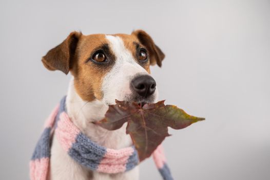 Dog Jack Russell Terrier wearing a knit scarf holding a maple leaf on a white background