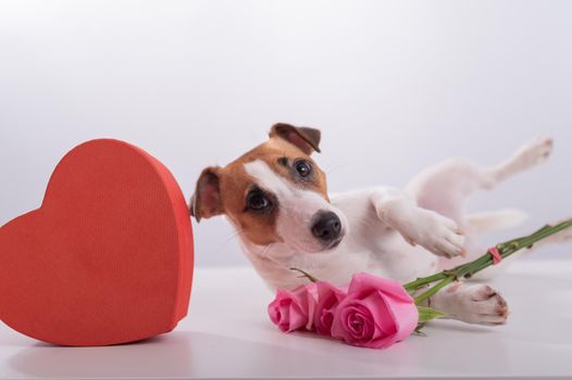 A cute dog lies next to a heart-shaped box and holds a bouquet of pink roses on a white background. Valentine's day gift.