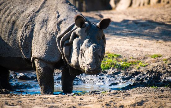 large rhino in the park