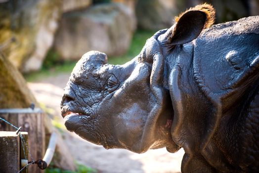 large rhino in the park