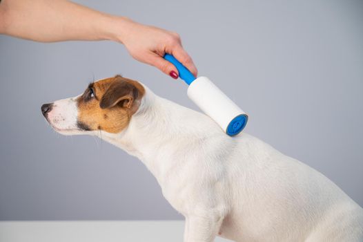 A woman uses a sticky roller to remove hair on a dog.