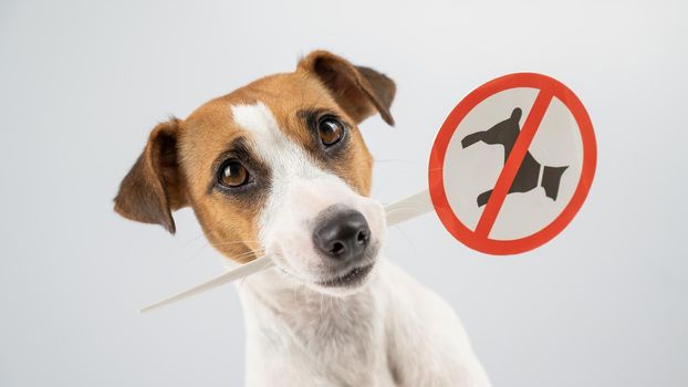 Dog jack russell terrier holding a sign dogs are not allowed on a white background