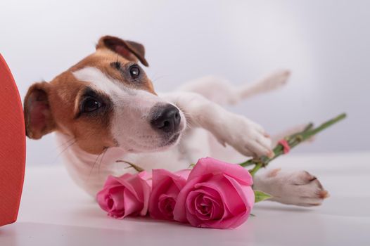 A cute dog lies next to a heart-shaped box and holds a bouquet of pink roses on a white background. Valentine's day gift.