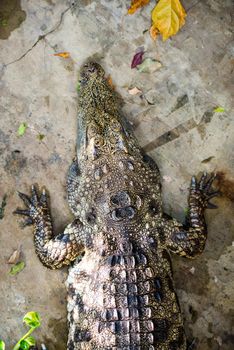 Top view of the crocodile