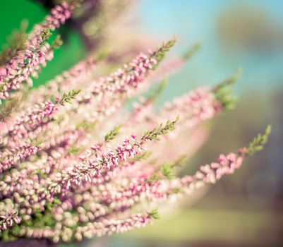 beautiful sprig with pink small flowers