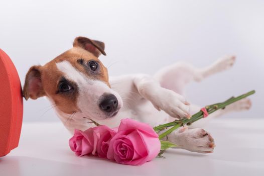 A cute dog lies next to a heart-shaped box and holds a bouquet of pink roses on a white background. Valentine's day gift.