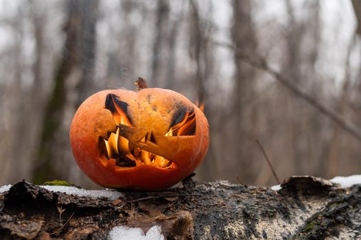 Scary pumpkin with tongues of flame in a dense forest. Jack o lantern for halloween.