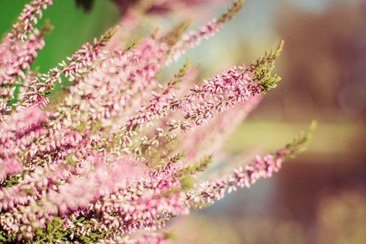 beautiful sprig with pink small flowers