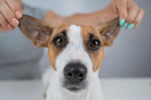 The woman holds the ears of the dog Jack Russell Terrier and pulls it in different directions.