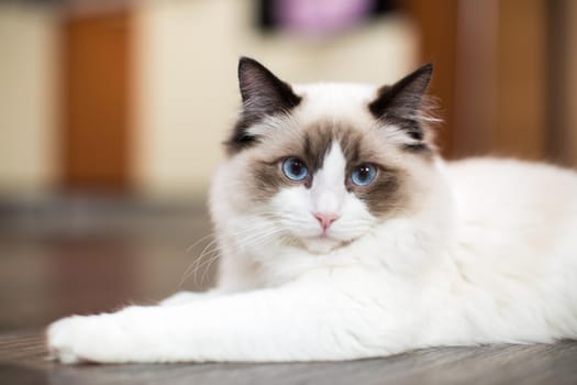 Beautiful young white purebred Ragdoll cat with blue eyes, at home.