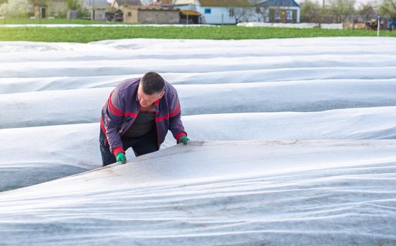 A man works with agrofibre in a potato plantation field. Opening of young potato bushes. Hardening of plants in late spring. Greenhouse effect for care and protection. Agroindustry, farming