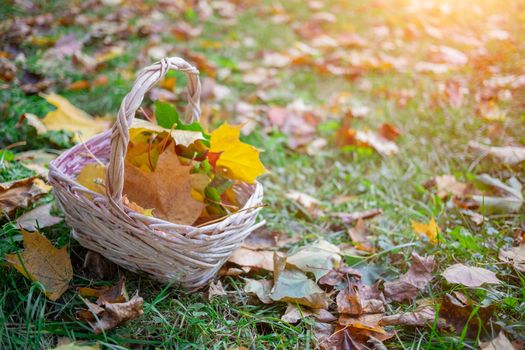 a basket with yellow autumn maple leaves stands on the angry grass in the sun. copy space, close up