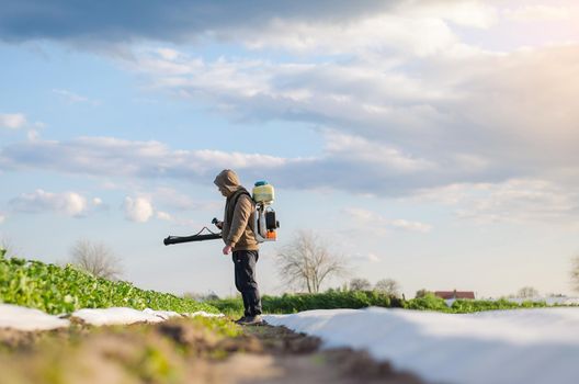 A farmer sprays chemicals on a potato plantation field. Control of use of chemicals growing food. Protection of cultivated plants from insects and fungal infections. Increased harvest.