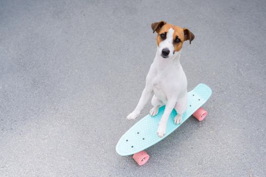 The dog rides a penny board outdoors. Top view of a jack russell terrier on a skateboard.