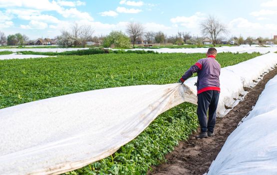 A farmer opens rows of agrofibre potato bushes in late spring. Opening of young potatoes plants as it warms. Greenhouse effect for care and protection. Agroindustry. Hardening of plants