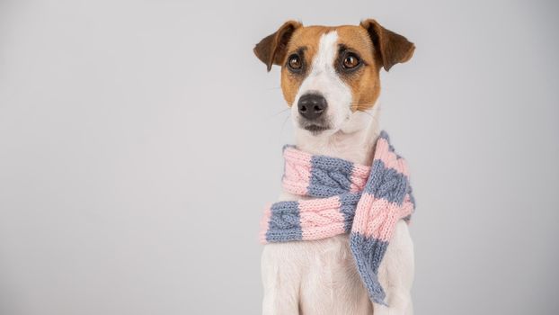 Dog Jack Russell Terrier wearing a knit scarf on a white background