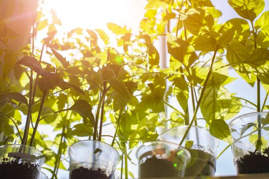 Seedlings of pepper on window sill under bright sunlight through frame