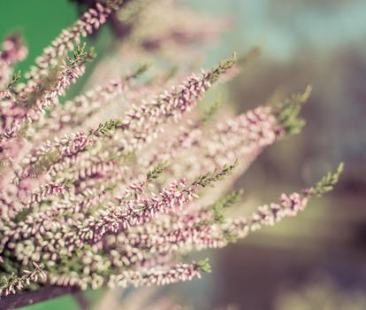 beautiful sprig with pink small flowers