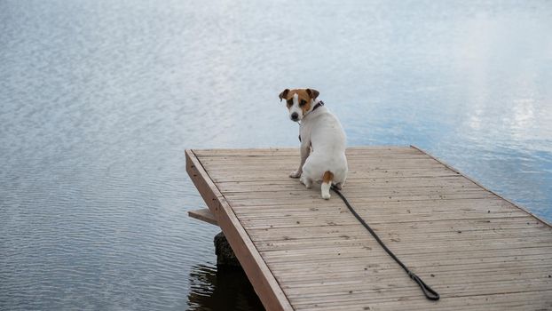 Sad dog jack russell terrier sits alone on the pier by the lake