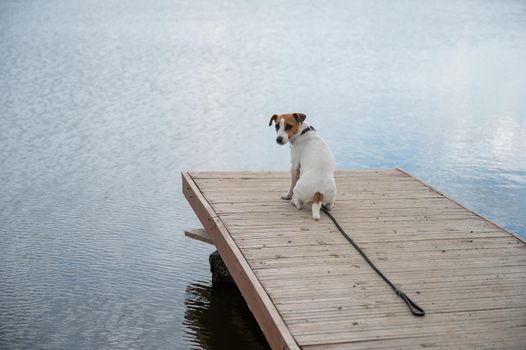 Sad dog jack russell terrier sits alone on the pier by the lake