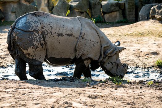 large rhino in the park