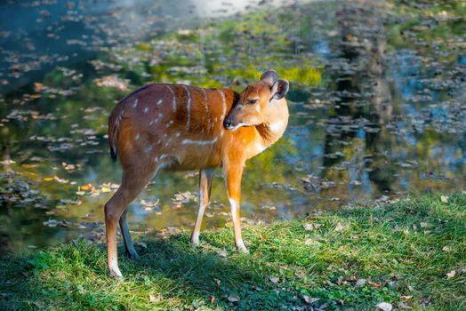 deer on the grass near the pond