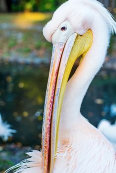 Pelican in the park close up