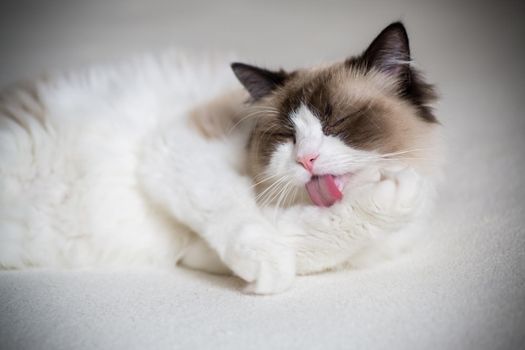 Young healthy beautiful purebred Ragdoll cat, at home
