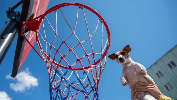 Bottom view of Jack Russell Terrier dog scoring a goal in a basketball basket against a blue sky background.