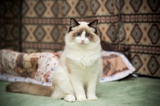 Young healthy beautiful purebred Ragdoll cat, at home