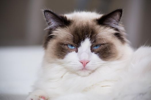 Young healthy beautiful purebred Ragdoll cat, at home