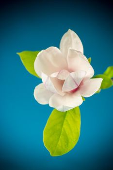 one pink flower on a branch of blooming magnolia close up isolated on blue background