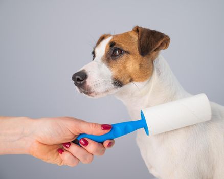 A woman uses a sticky roller to remove hair on a dog.